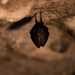 Il corridoio si chiude infine con unultima stanzetta, l dove sul soffitto riposa un pipistrello, piccolo abitante di questa millenaria e ammaliante dimora